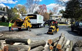 Best Tree Cabling and Bracing  in Arnold, MD
