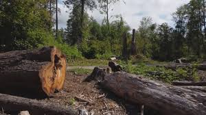 Best Tree Risk Assessment  in Arnold, MD