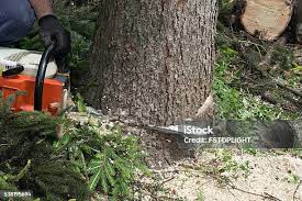 Best Tree Health Inspection  in Arnold, MD