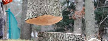Best Tree Preservation Services  in Arnold, MD