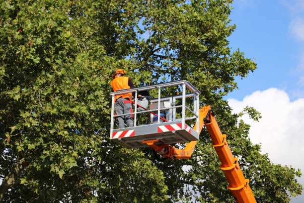 Best Tree Maintenance Programs  in Arnold, MD