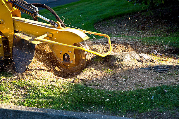 Best Tree Mulching  in Arnold, MD